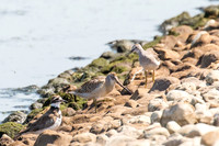 Dowitcher