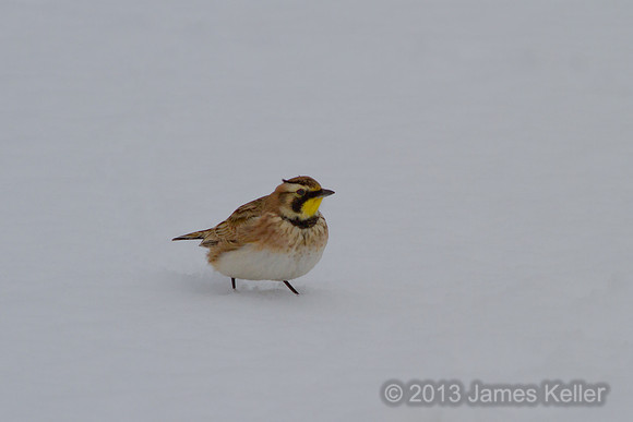Horned Lark