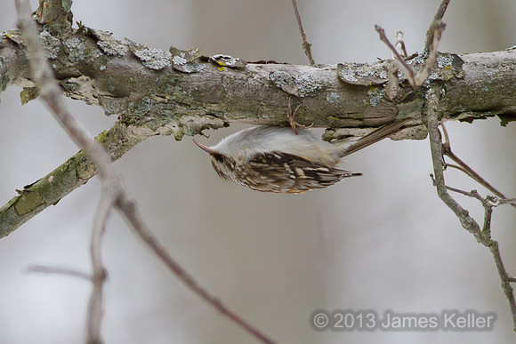 Brown Creeper