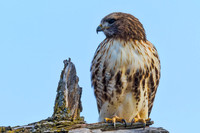R-t Hawk