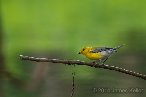 Prothonotary Warbler