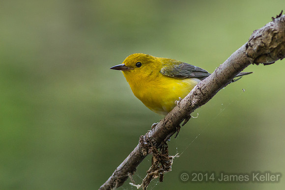 Prothonotary Warbler