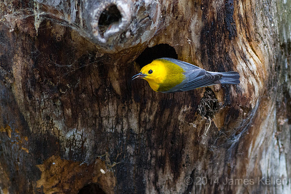 Prothonotary Warbler