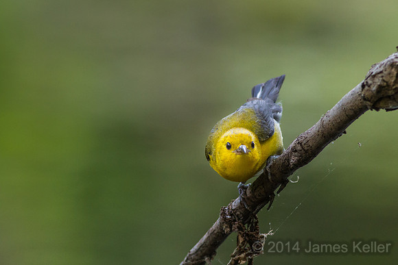 Prothonotary Warbler