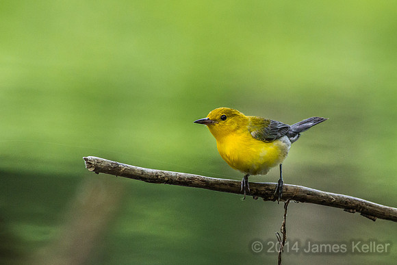 Prothonotary Warbler