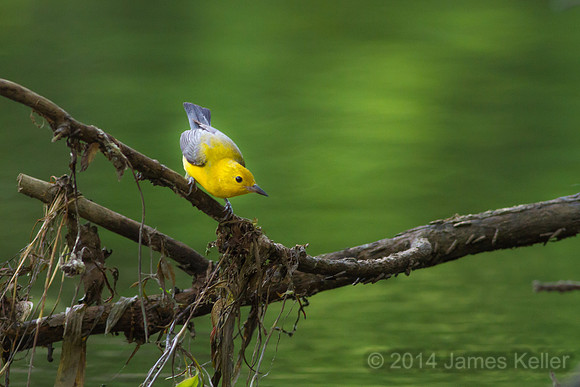Prothonotary Warbler