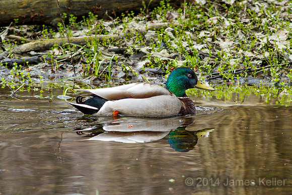 Mallard Duck