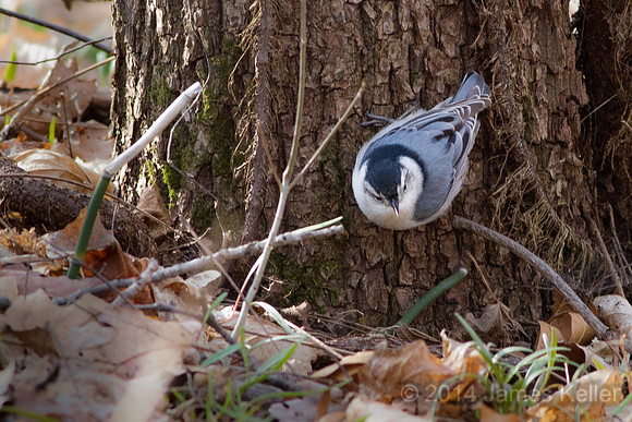 White-breasted Nuthatch