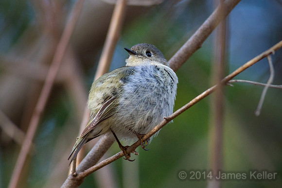 Ruby-crowned Kinglet