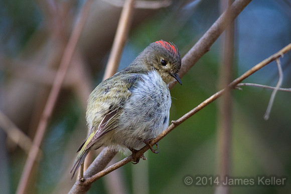 Ruby-crowned Kinglet