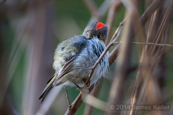 Ruby-crowned Kinglet