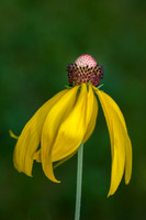 MSU Flowers 08-17-14