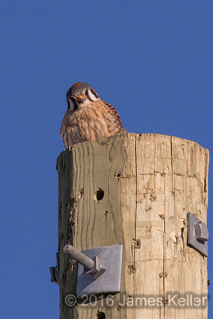 American Kestrel