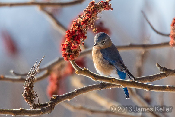 Bluebird