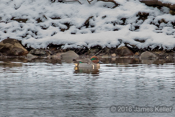Green Wing Teal