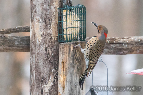 Northern Flicker-Male