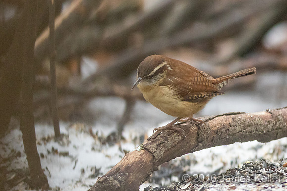Carolina Wren