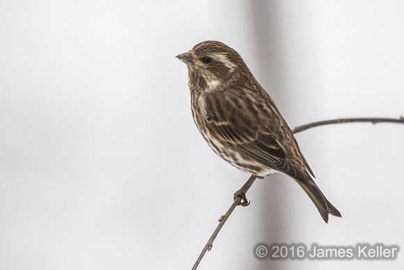 Purple Finch-Female