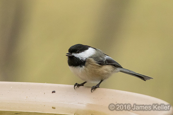 Chickadee