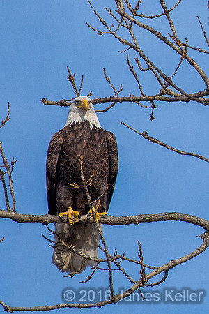 Bald Eagle-Male