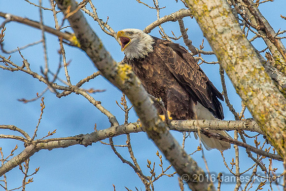 Bald Eagle-Female
