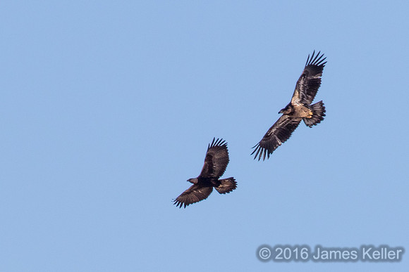 Golden Eagle and Immature Bald Eagle