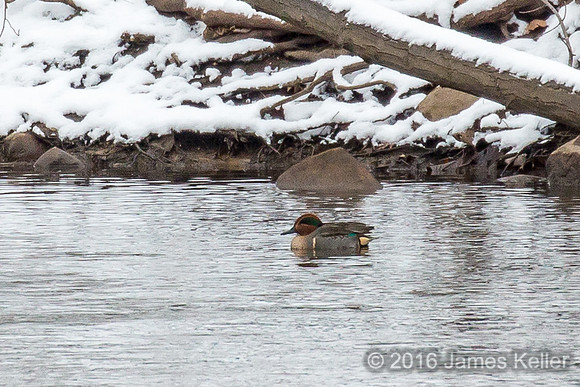 Green-winged Teal