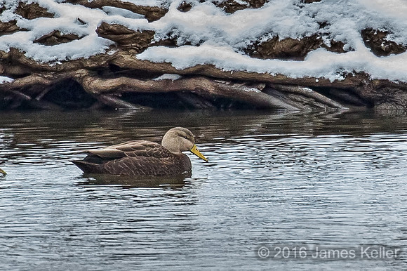 Black Duck