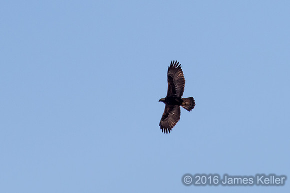 Golden Eagle