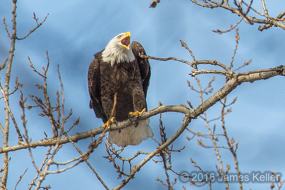 Bald Eagle-Male