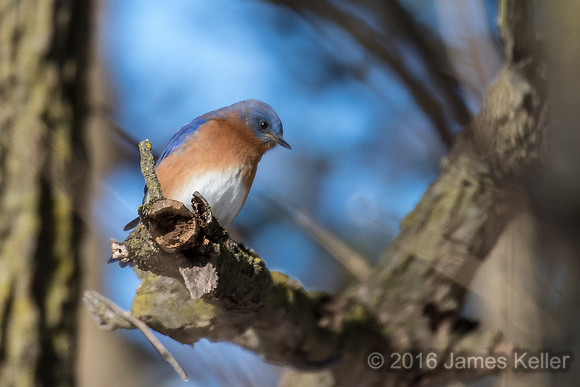Bluebird