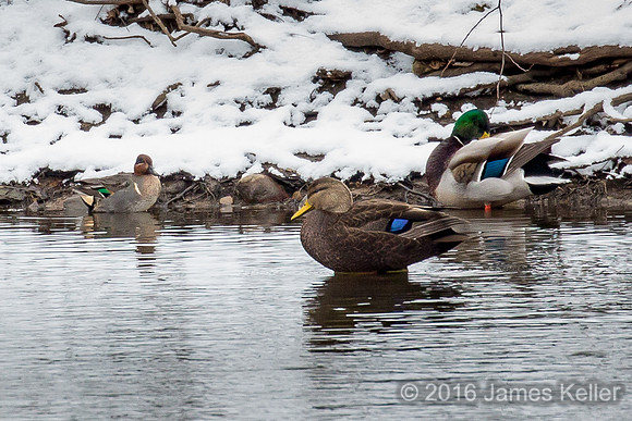 Black Duck