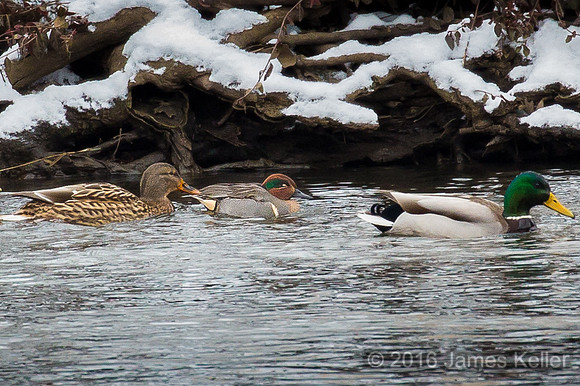 Mallards and Green-winged Teal