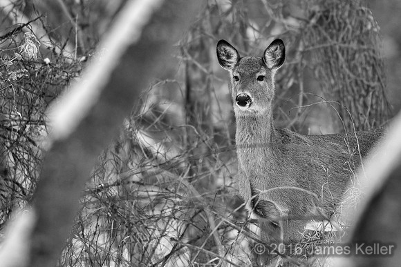 Whit-tailed Deer