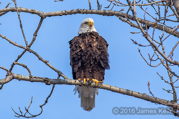 Bald Eagle-Female