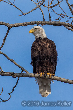 Bald Eagle-Female