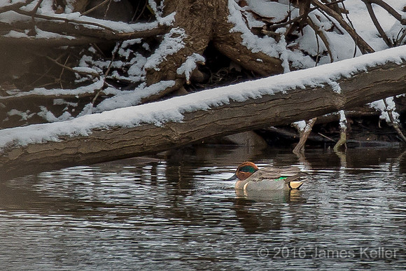 Green-winged Teal