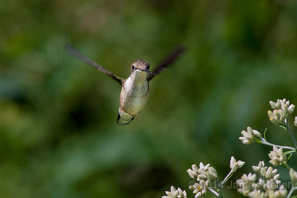Ruby-throated hummingbird