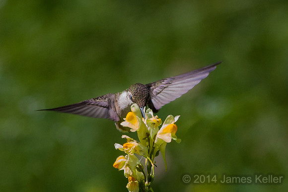 Ruby-throated hummingbird