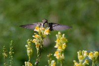 Fenner Hummers 09-07-14