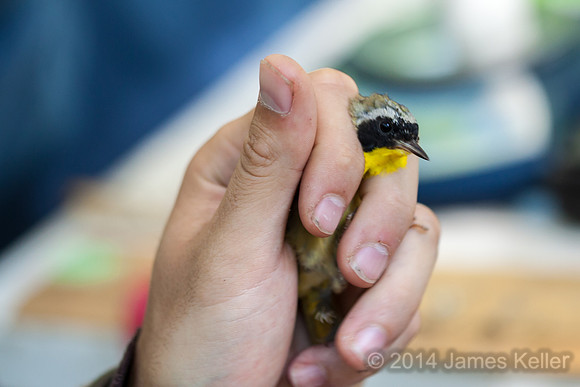 Common Yellowthroat Warbler.