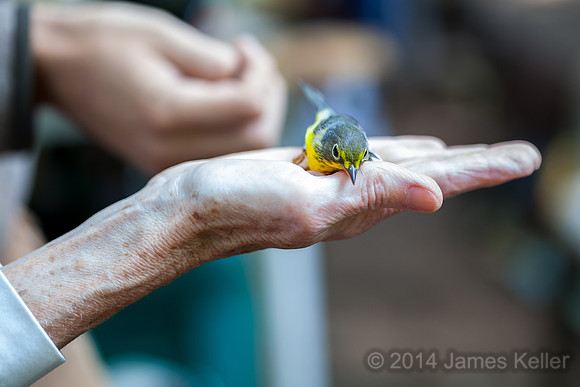 Releasing the Canada Warbler