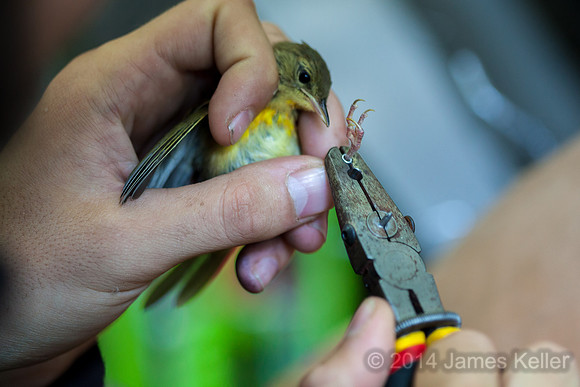 Banding another Common Yellow Throat