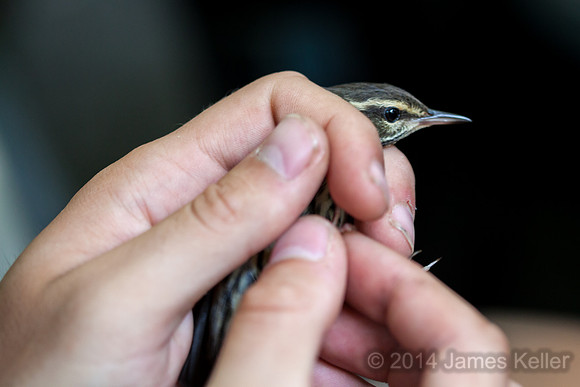 Northern Waterthrush.
