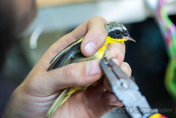 Banding.