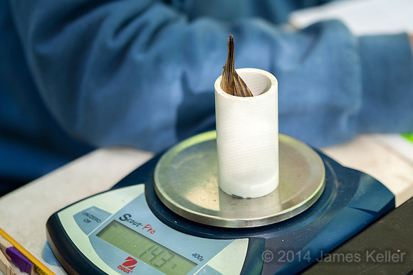 Weighing the bird.