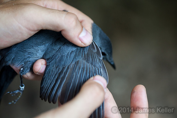 Pointing out the new scapular? feathers on a Catbird.