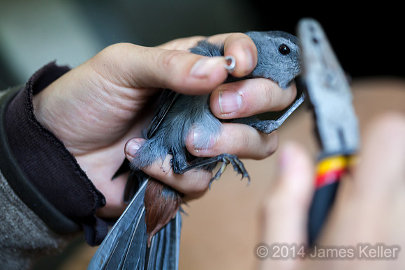Banding a Catbird.