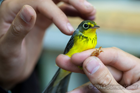 Canada Warbler
