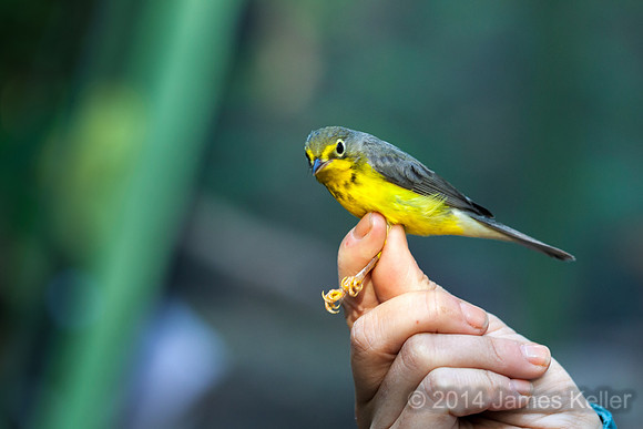 Canada Warbler, first bird banded after we arrived.